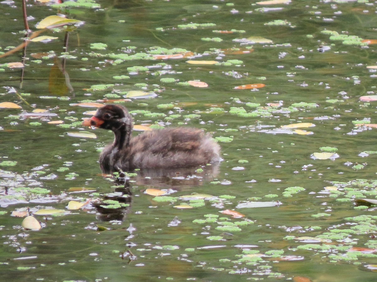 Little Grebe - Krishnamoorthy Muthirulan