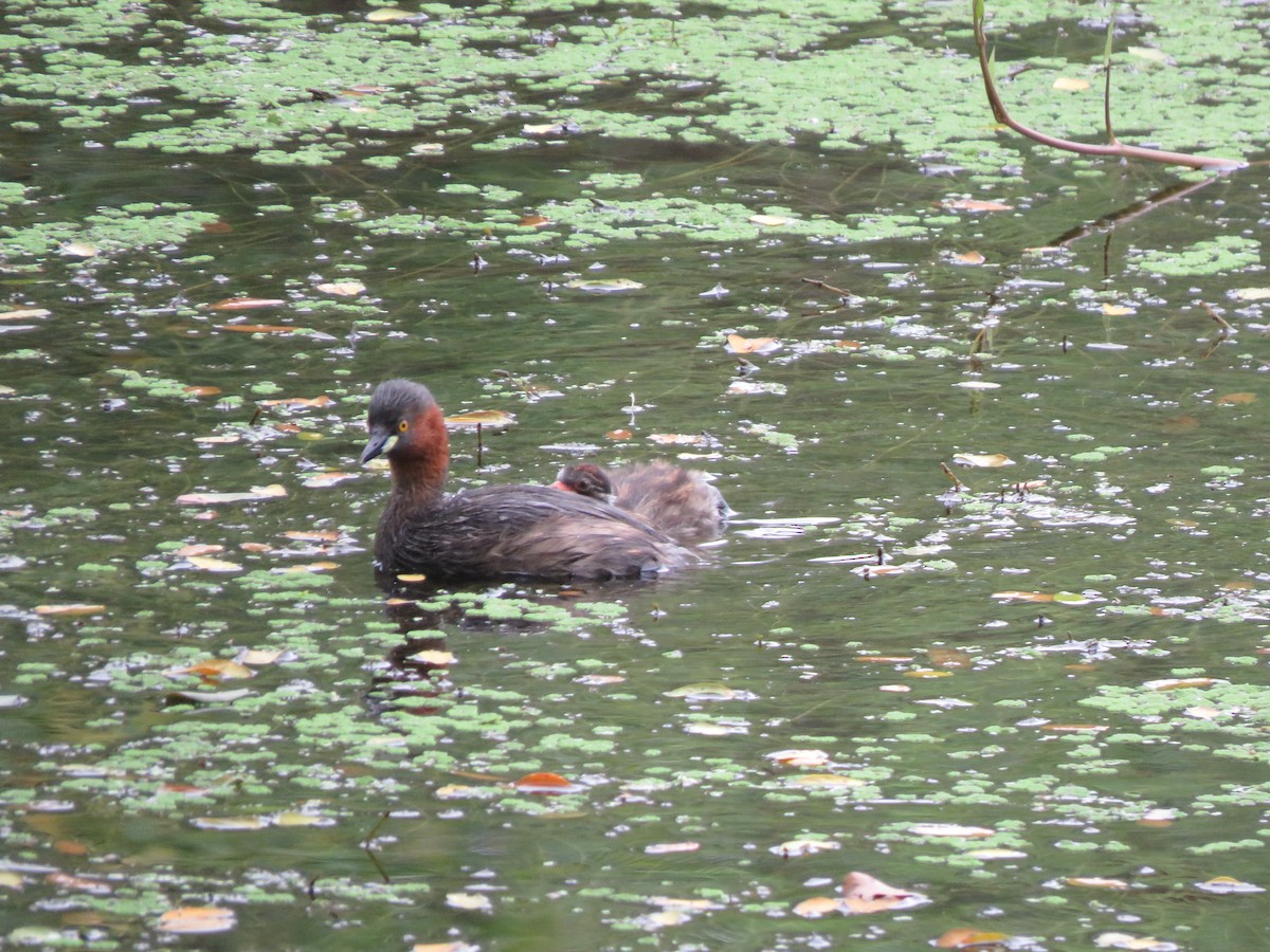 Little Grebe - Krishnamoorthy Muthirulan