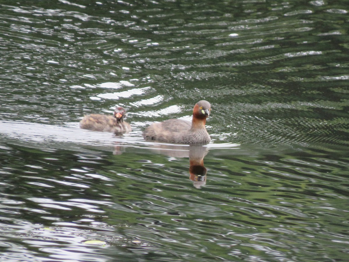 Little Grebe - Krishnamoorthy Muthirulan