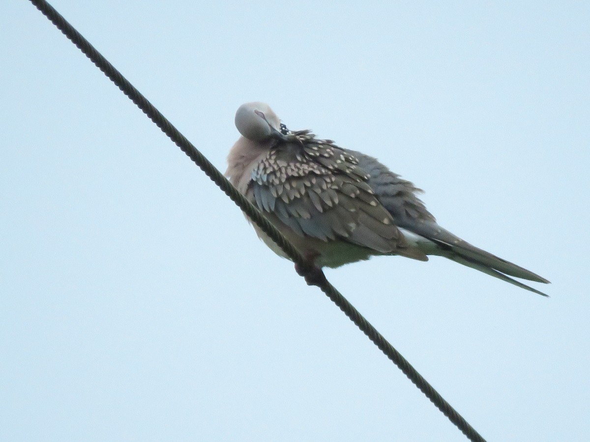 Spotted Dove - Krishnamoorthy Muthirulan