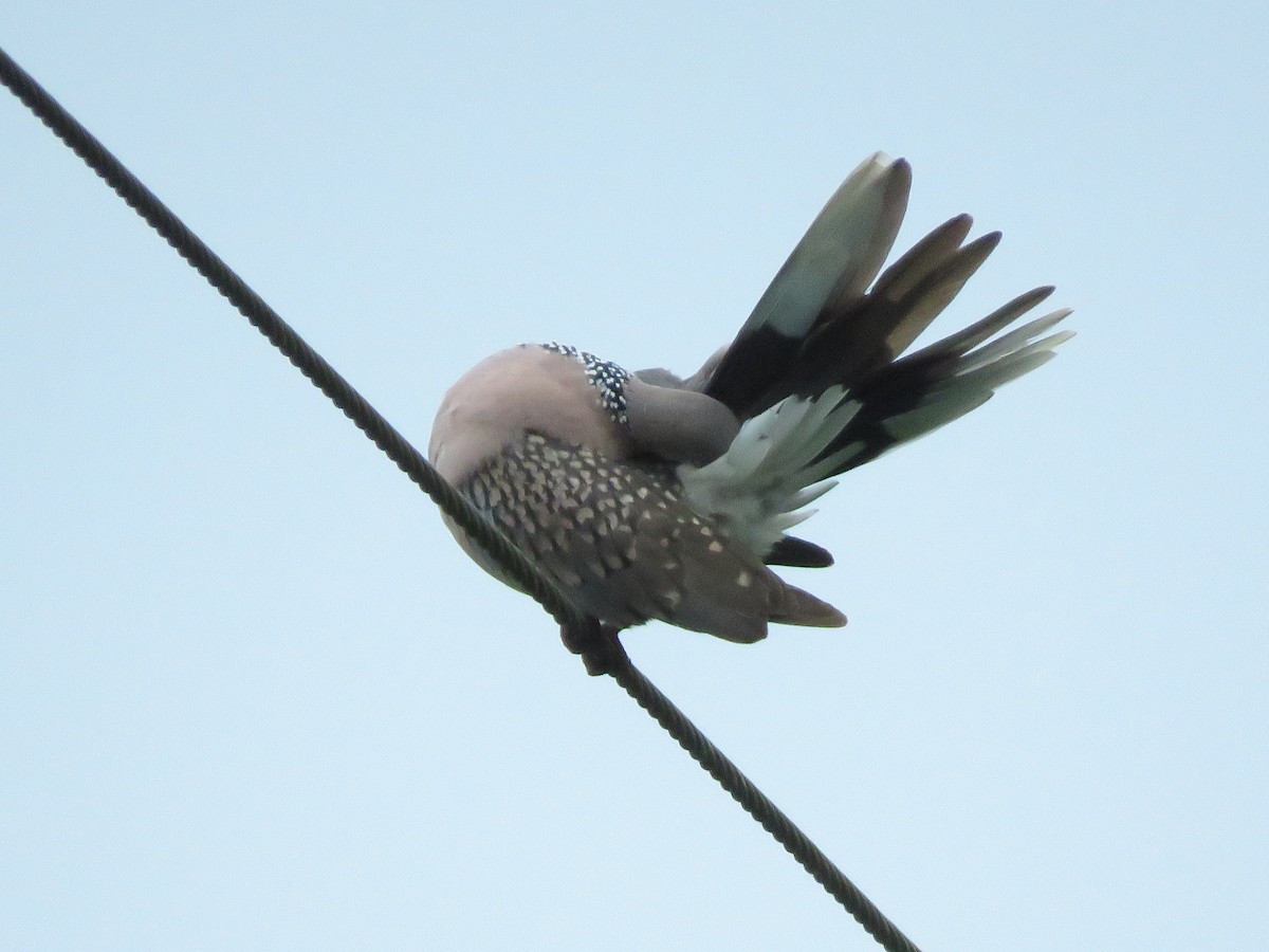 Spotted Dove - Krishnamoorthy Muthirulan