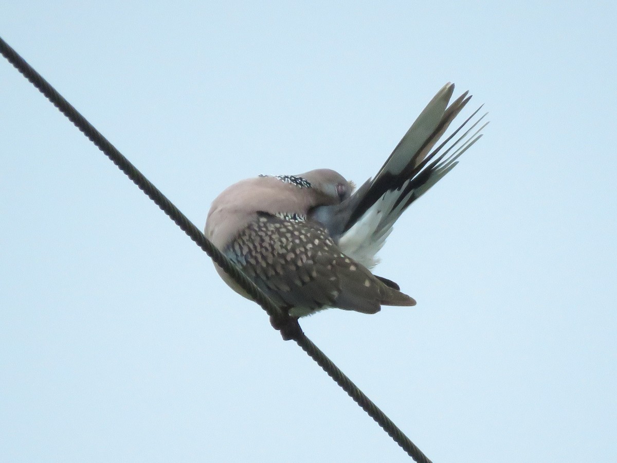 Spotted Dove - Krishnamoorthy Muthirulan