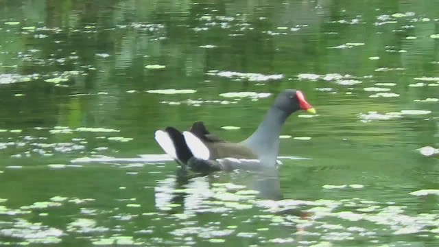 Gallinule poule-d'eau - ML285986841