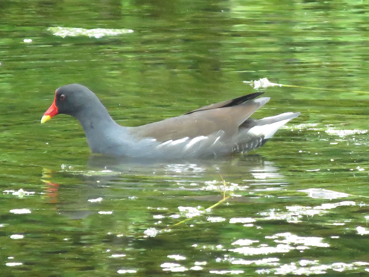 Eurasian Moorhen - Krishnamoorthy Muthirulan