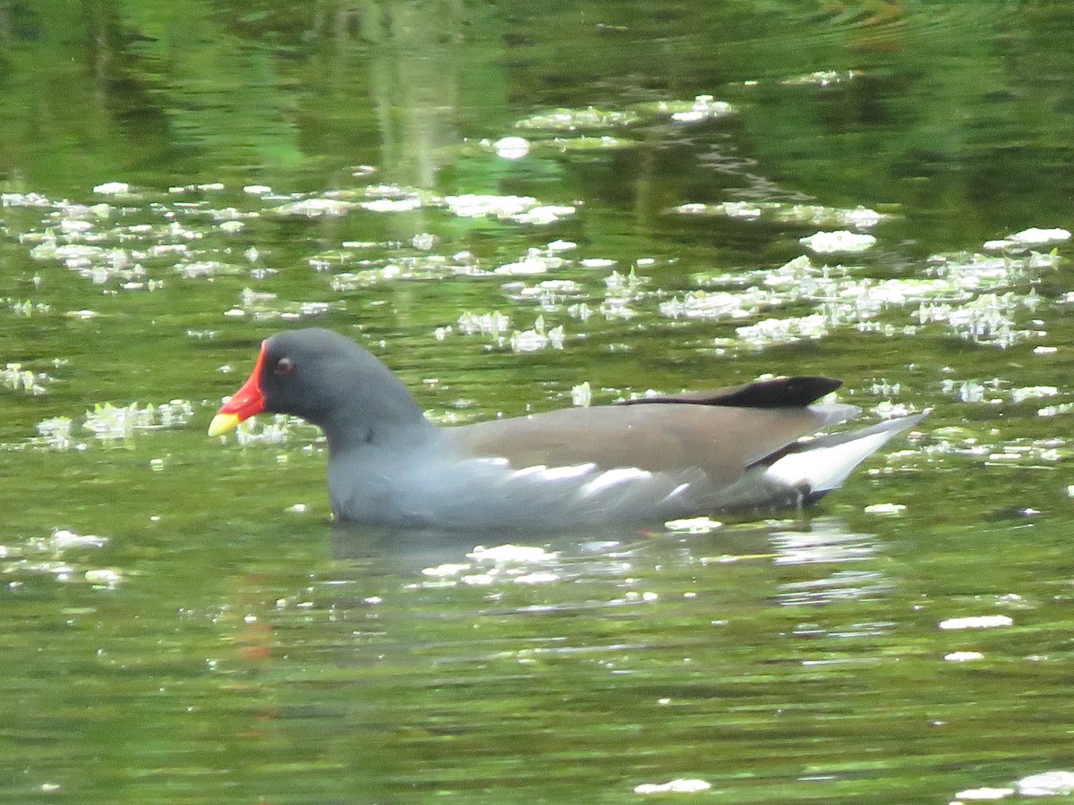 Eurasian Moorhen - Krishnamoorthy Muthirulan