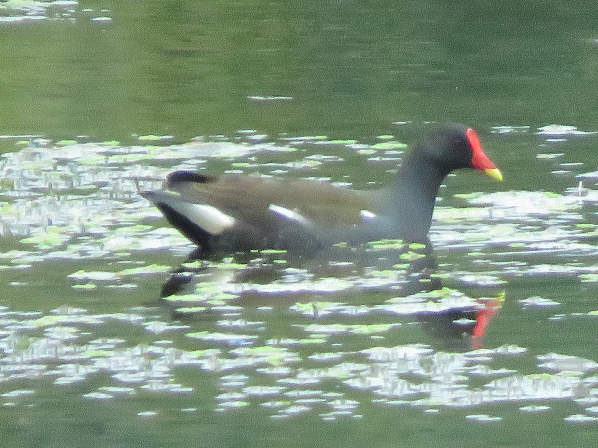 Gallinule poule-d'eau - ML285987711