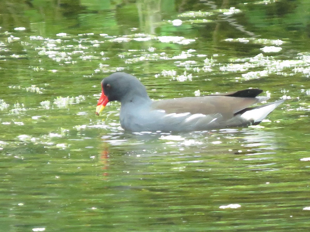 Eurasian Moorhen - ML285987781