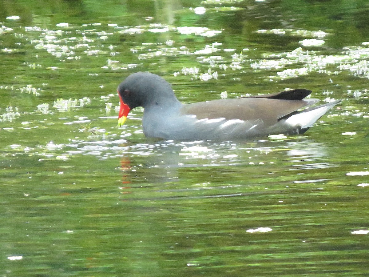 Eurasian Moorhen - Krishnamoorthy Muthirulan