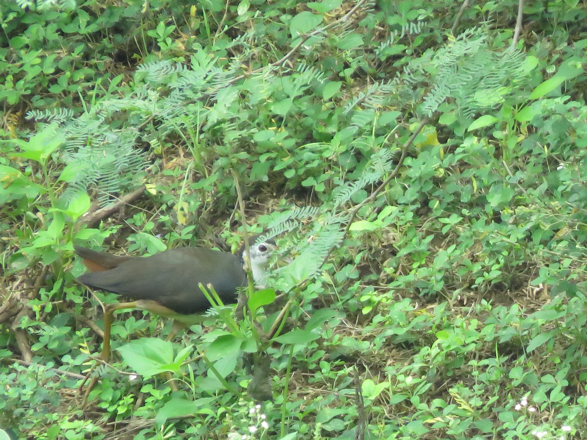 White-breasted Waterhen - ML285987891