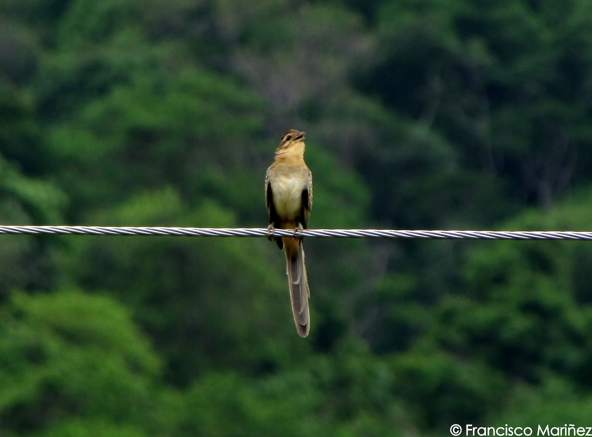 Striped Cuckoo - ML28598961