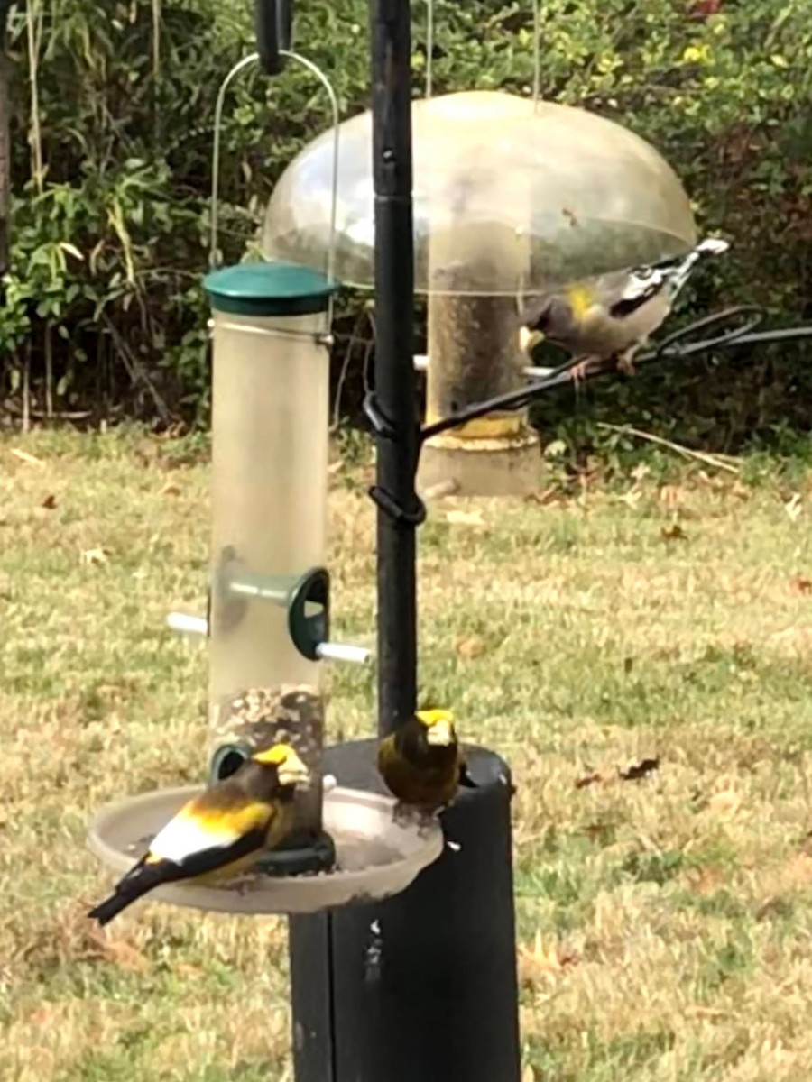 Evening Grosbeak - ML285990691