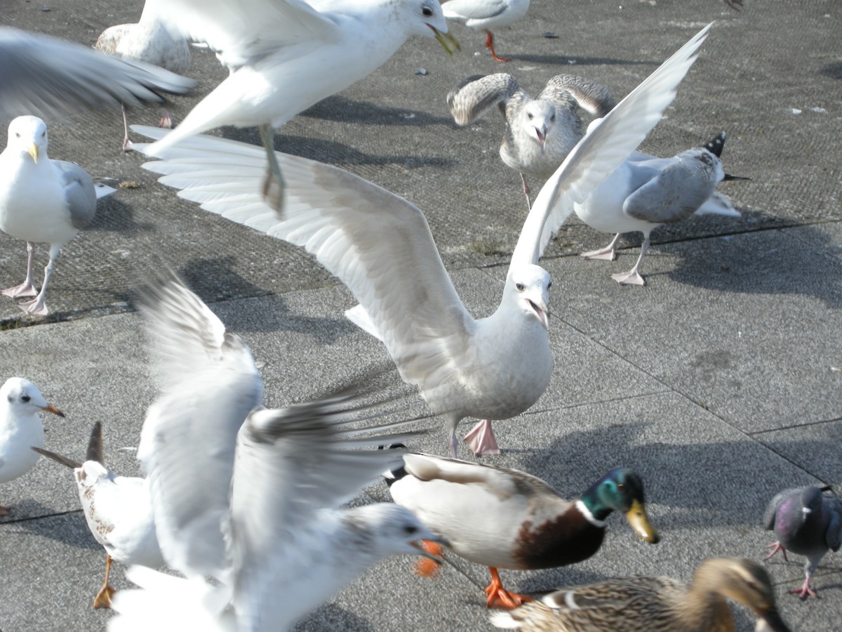 Iceland Gull (glaucoides) - ML285990771