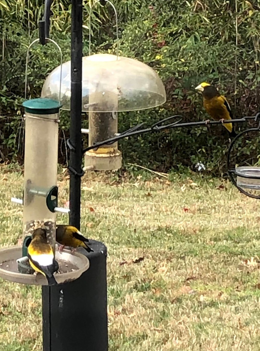 Evening Grosbeak - ML285990791