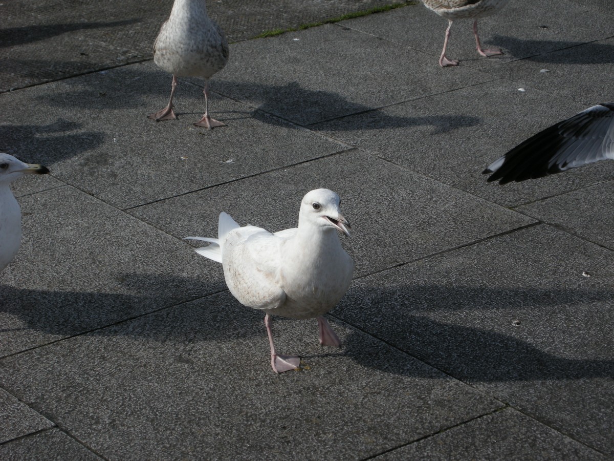 Iceland Gull (glaucoides) - ML285990811