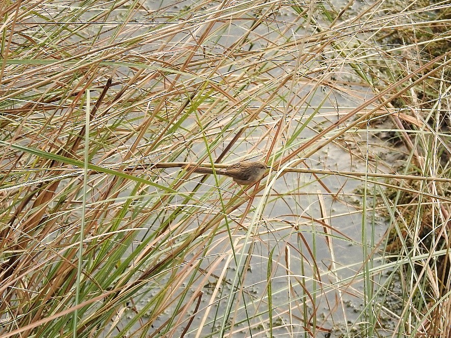 Delicate Prinia - ML285992001