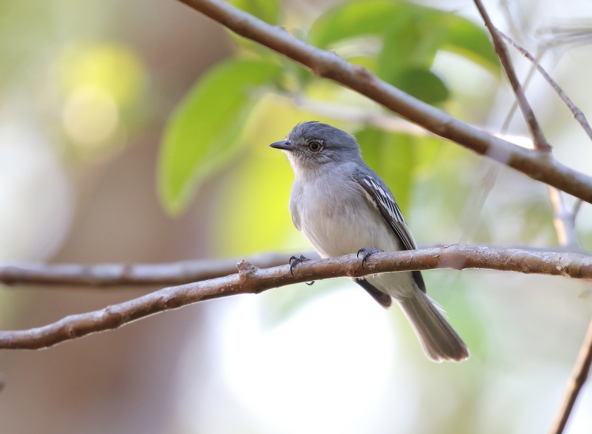 Gray-headed Elaenia - William Price
