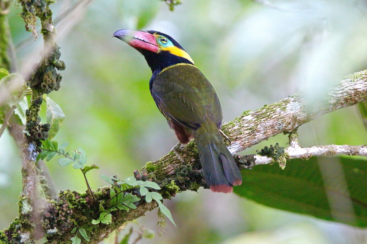 Golden-collared Toucanet - Gabriel Willow