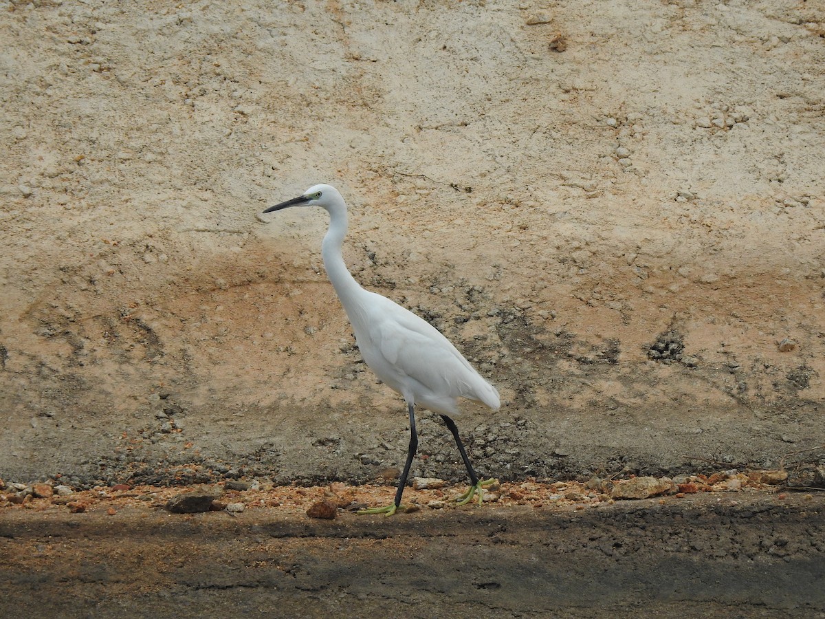 Medium Egret - ML285995091