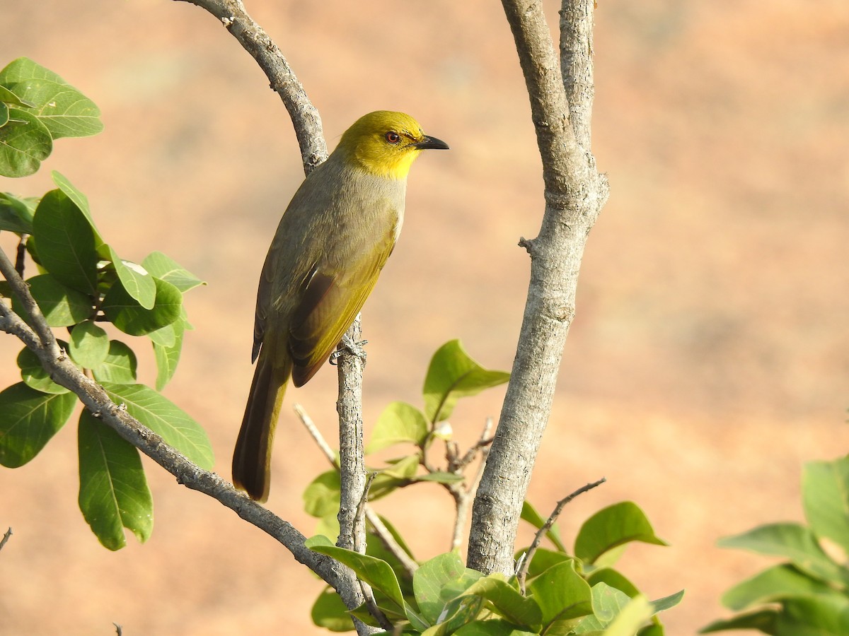 Yellow-throated Bulbul - ML285995611