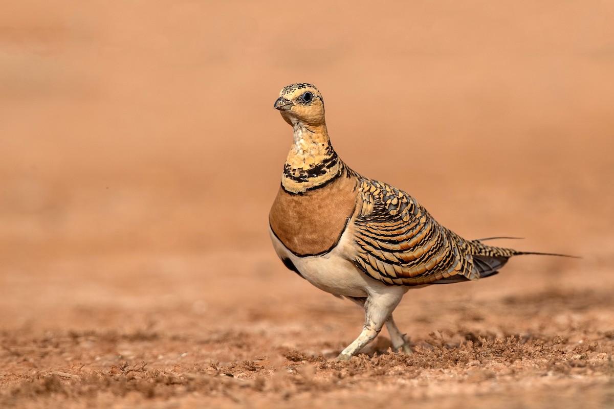 Pin-tailed Sandgrouse - Pterocles alchata - Media Search