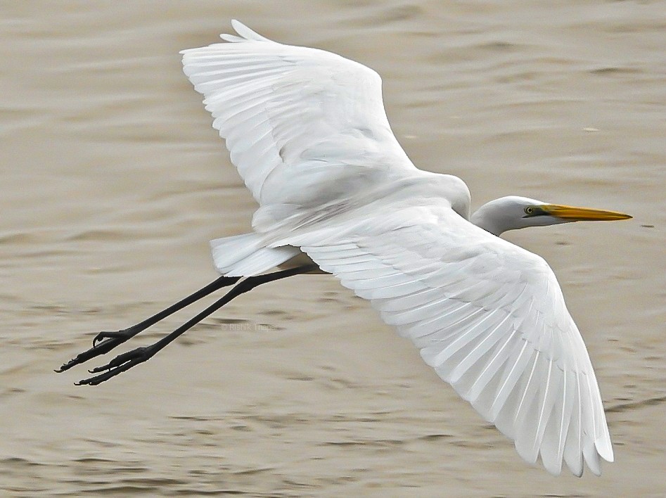 Great Egret - R Thapar