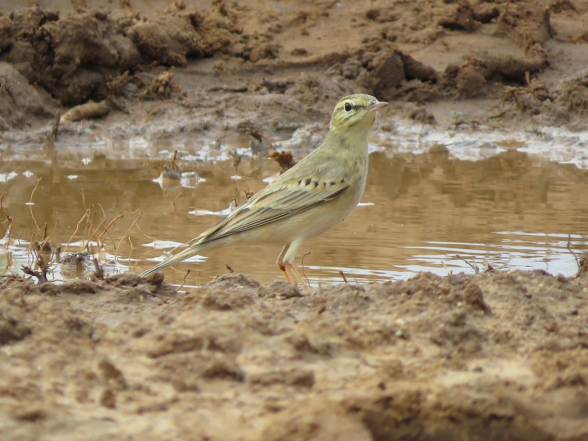 Tawny Pipit - ML285997391