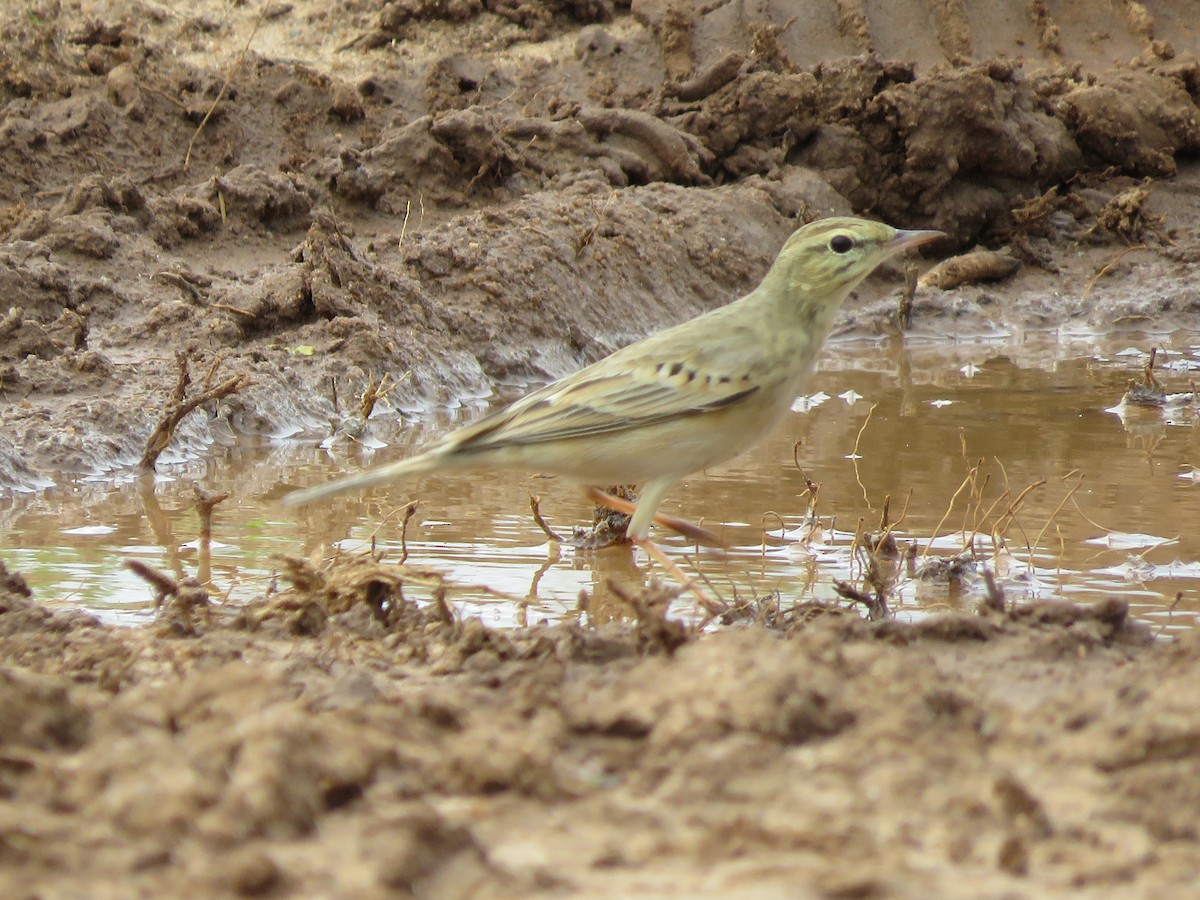 Tawny Pipit - ML285997401