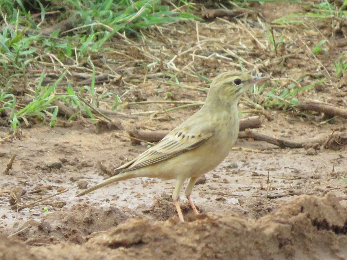 Tawny Pipit - ML285997541