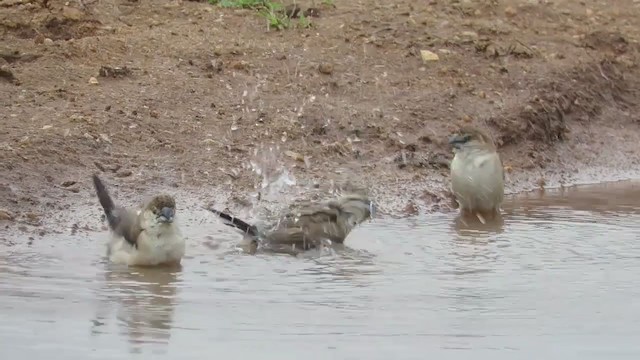 Indian Silverbill - ML285998101