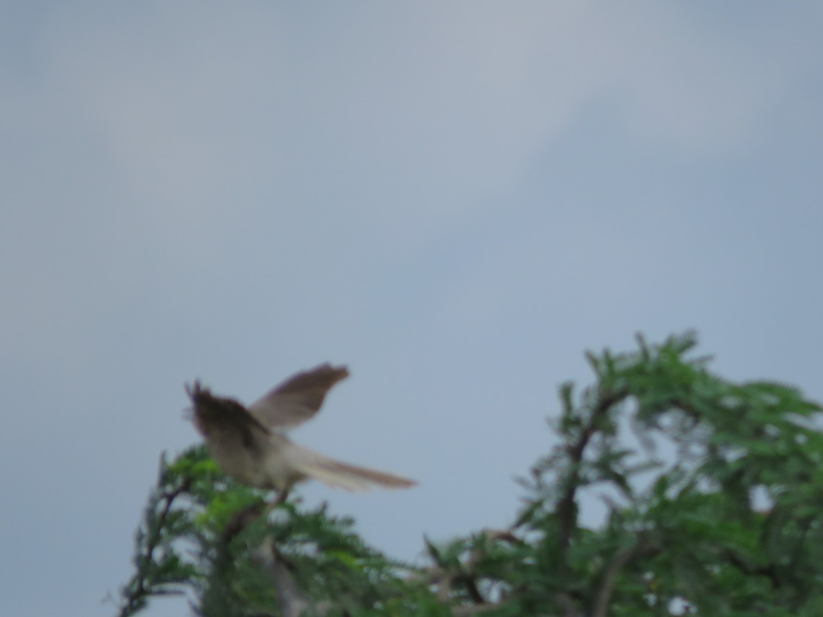 Large Gray Babbler - Krishnamoorthy Muthirulan