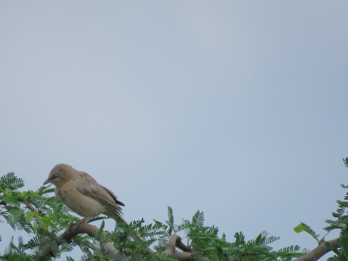 Large Gray Babbler - Krishnamoorthy Muthirulan