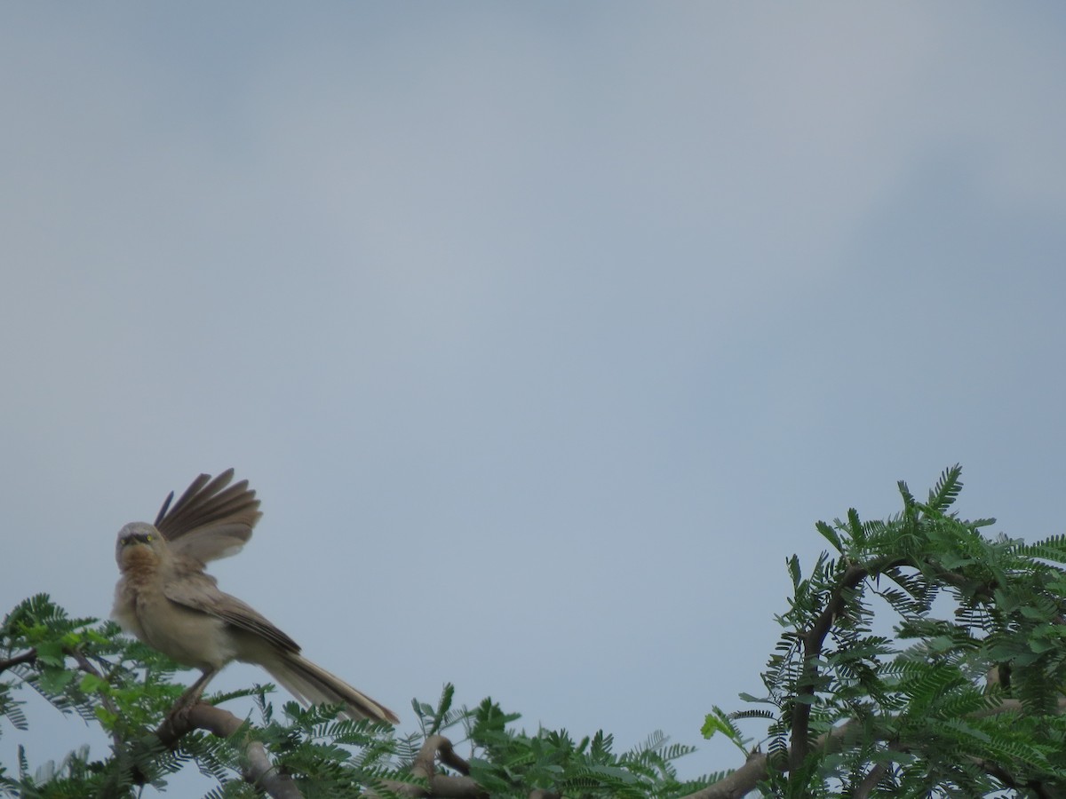 Large Gray Babbler - ML285998591