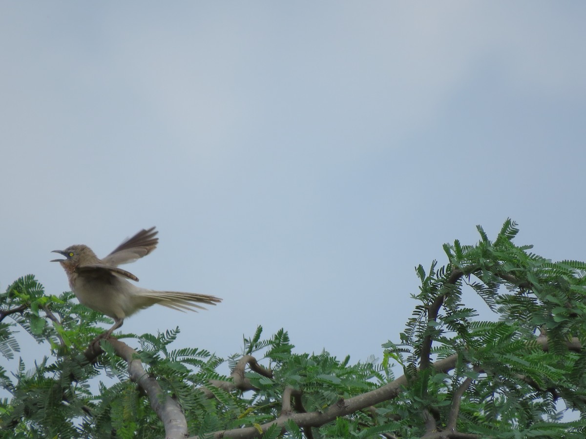 Large Gray Babbler - Krishnamoorthy Muthirulan