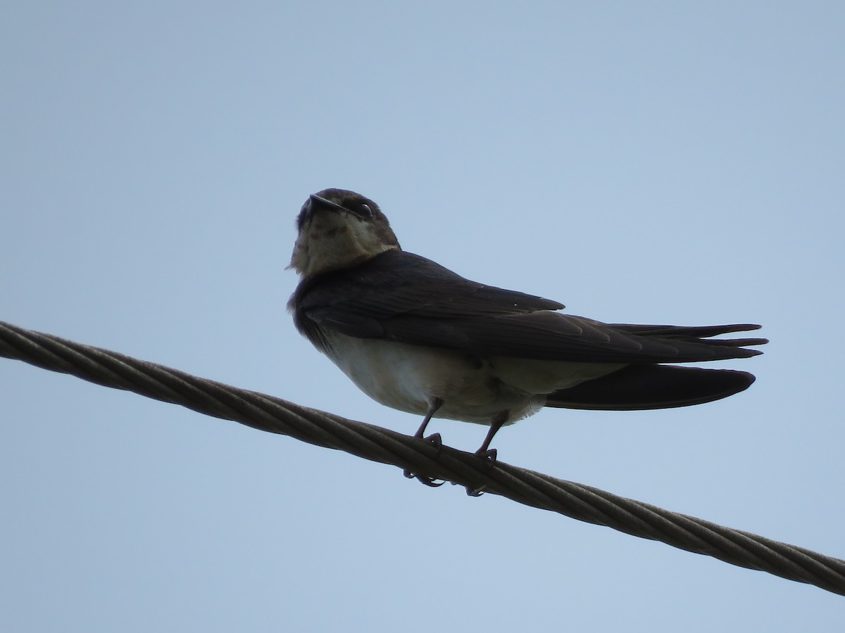 Red-rumped Swallow - Krishnamoorthy Muthirulan