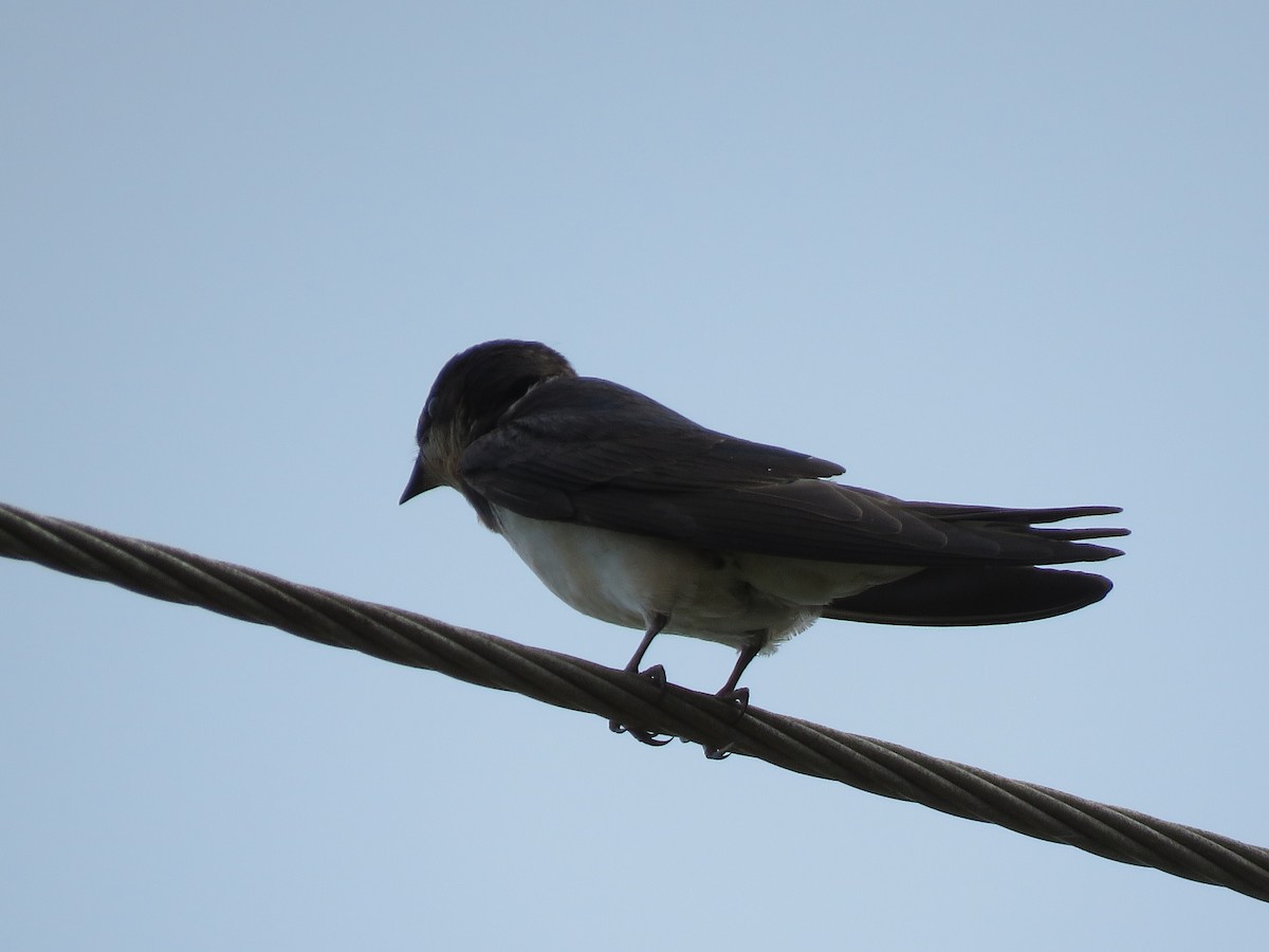 Red-rumped Swallow - Krishnamoorthy Muthirulan