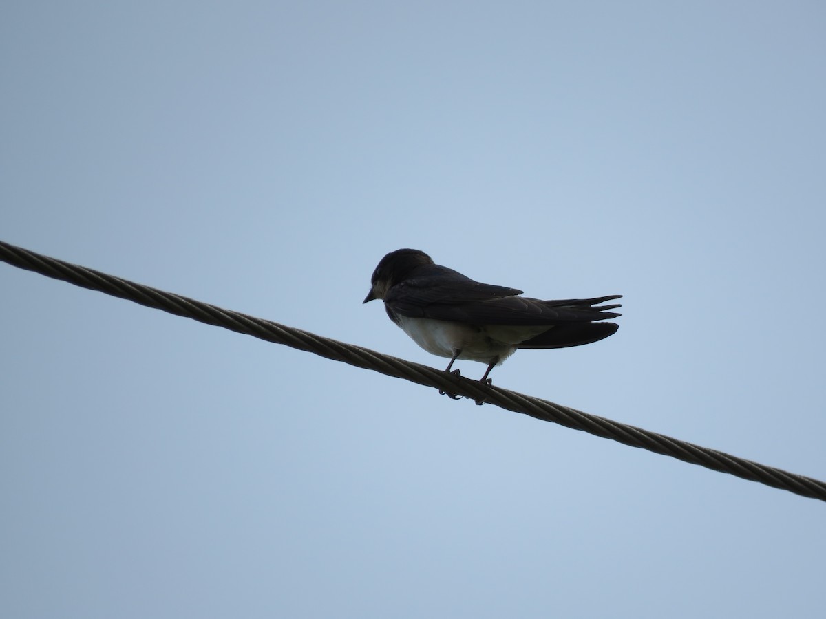 Red-rumped Swallow - Krishnamoorthy Muthirulan