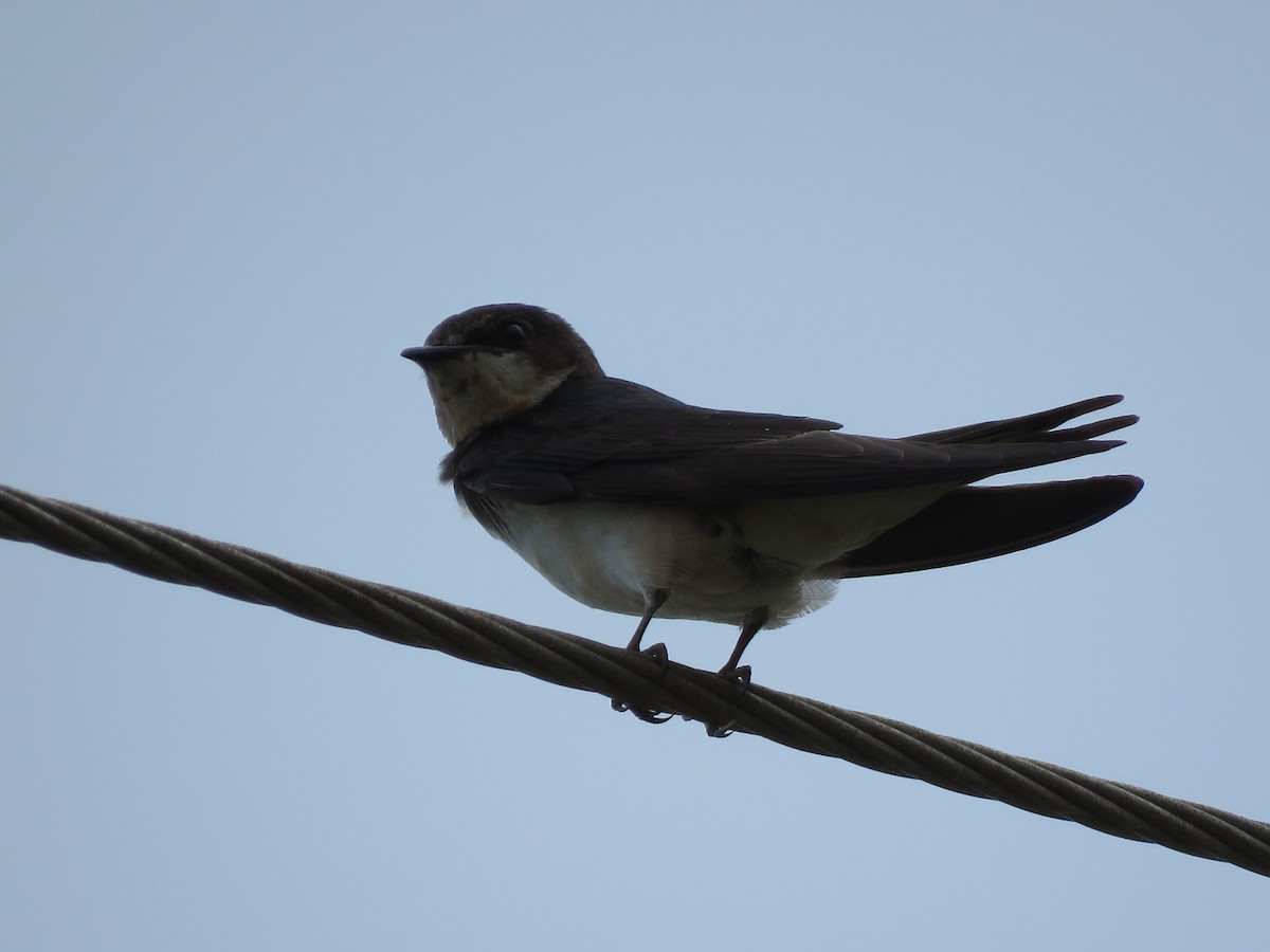 Red-rumped Swallow - Krishnamoorthy Muthirulan