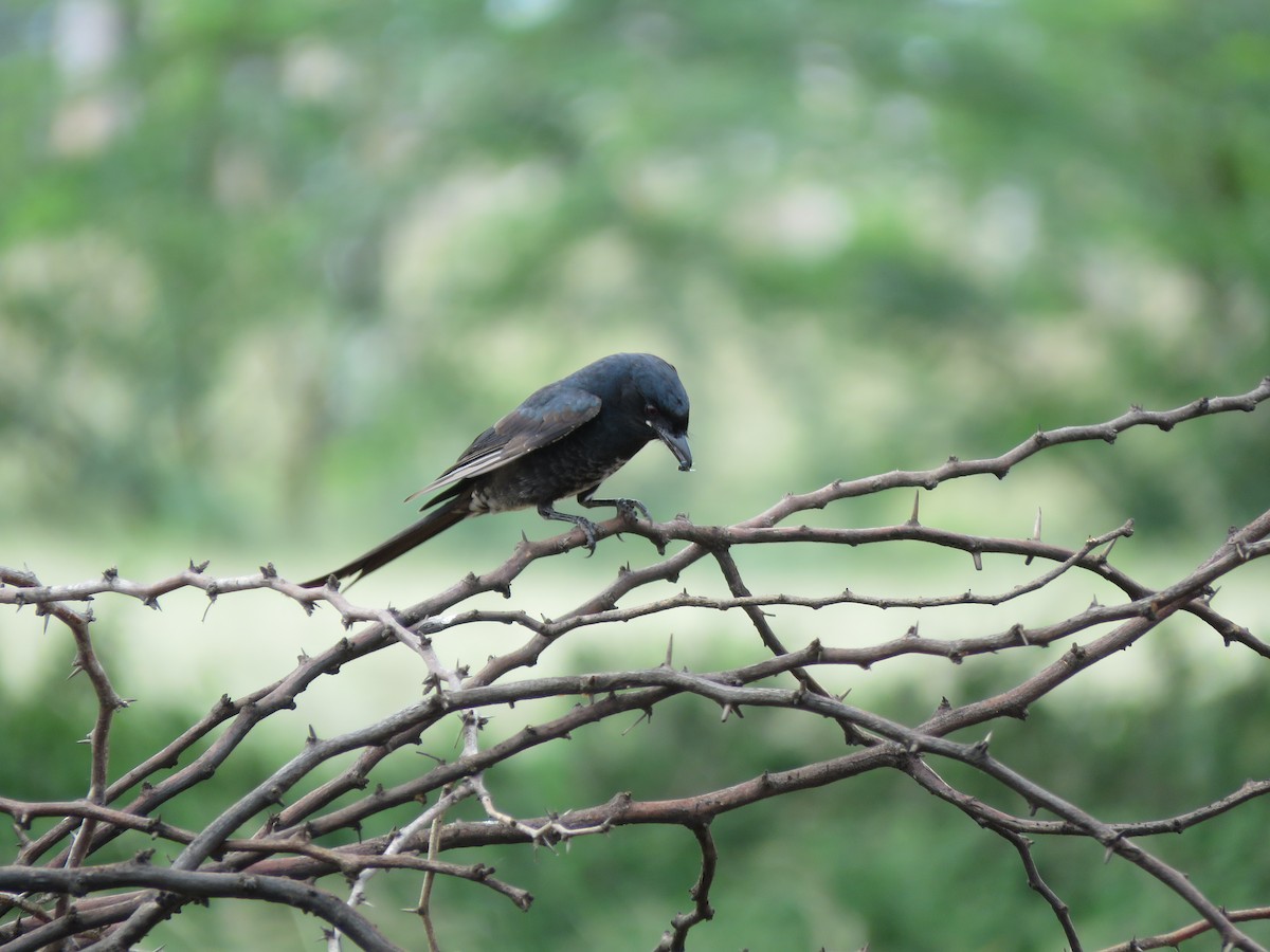 Black Drongo - ML285998801