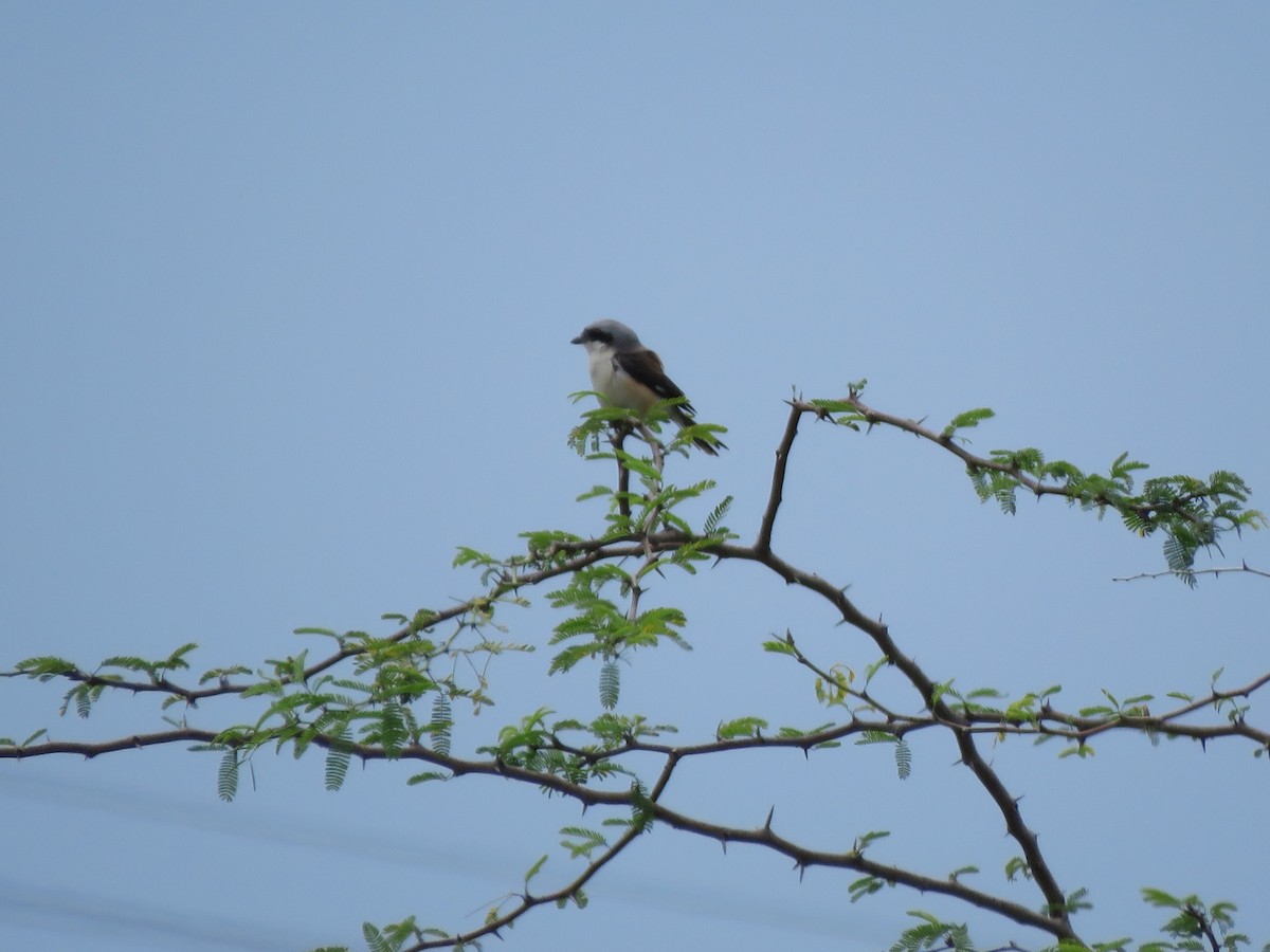 Bay-backed Shrike - ML285998851