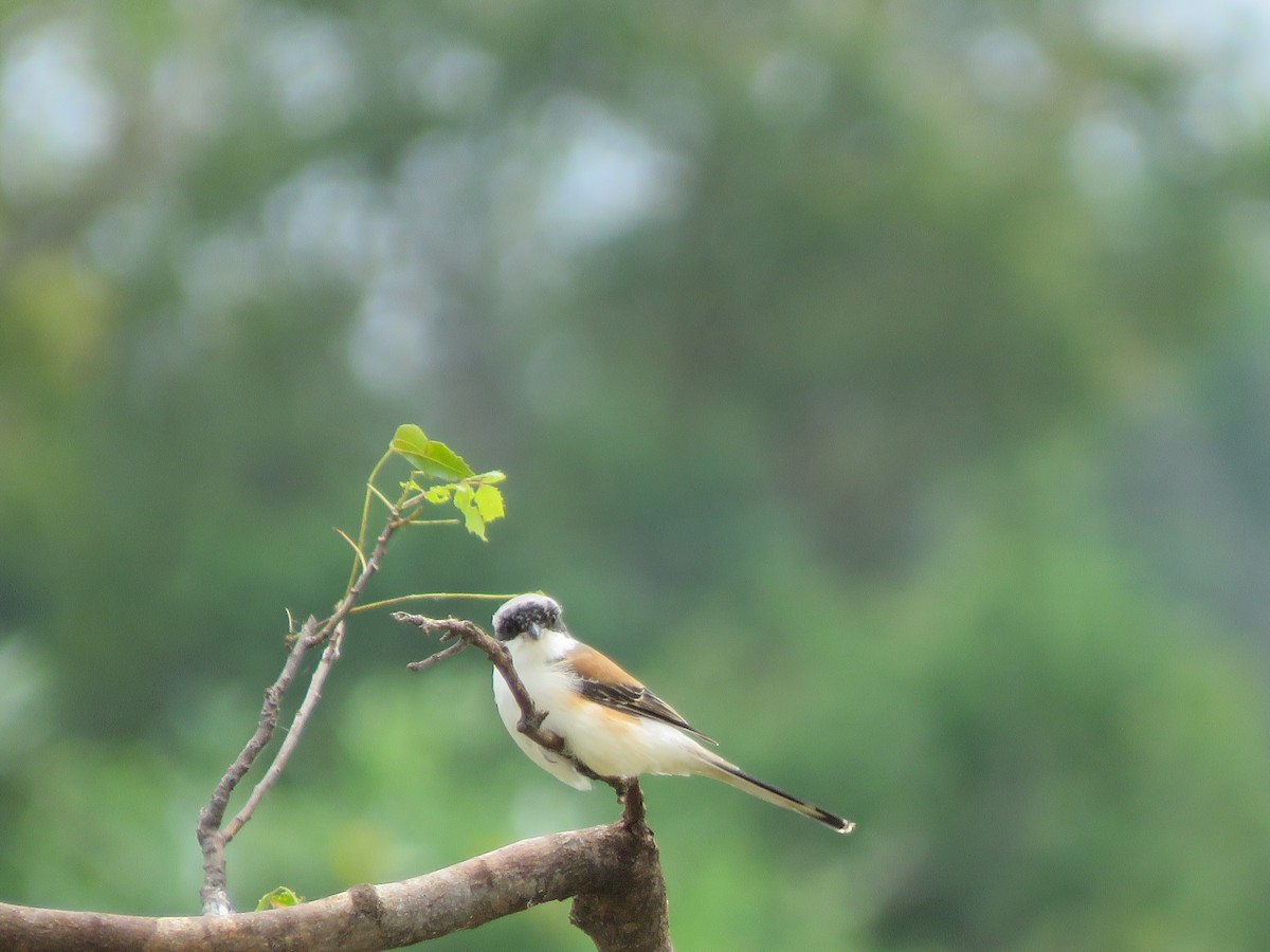 Bay-backed Shrike - Krishnamoorthy Muthirulan