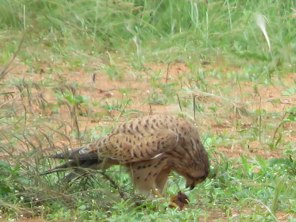 Eurasian Kestrel - Krishnamoorthy Muthirulan