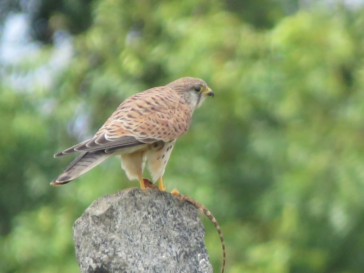 Eurasian Kestrel - ML285999041