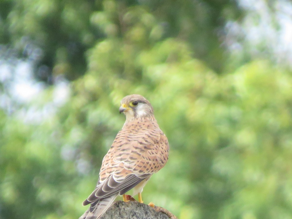 Eurasian Kestrel - Krishnamoorthy Muthirulan