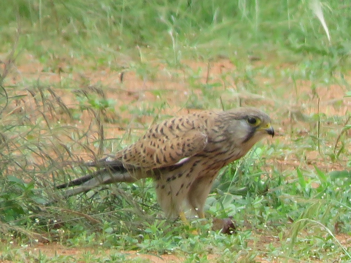 Eurasian Kestrel - Krishnamoorthy Muthirulan