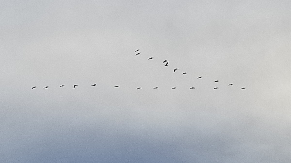 American White Pelican - ML285999101