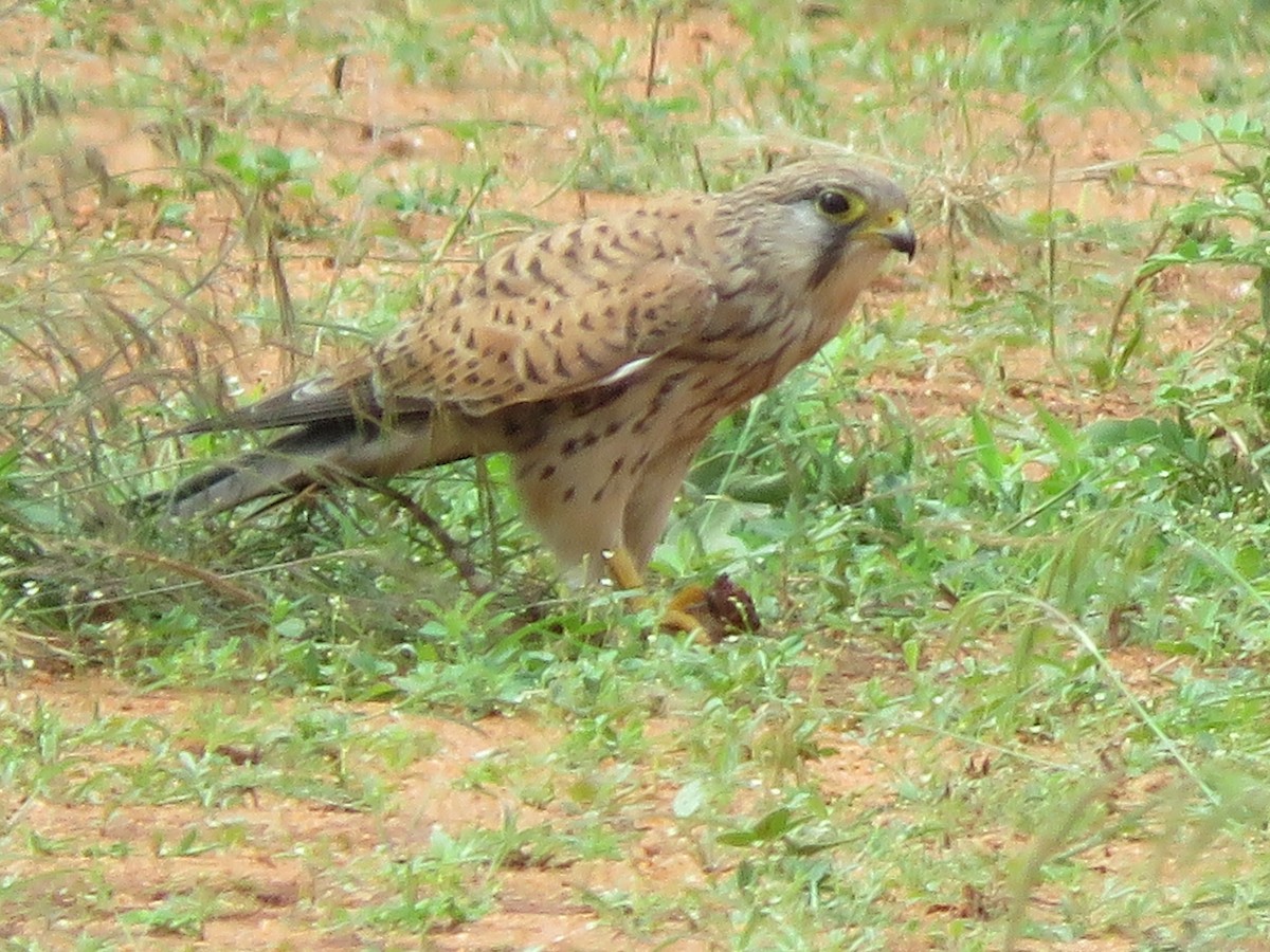 Eurasian Kestrel - Krishnamoorthy Muthirulan