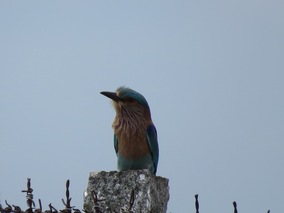 Indian Roller - ML285999201