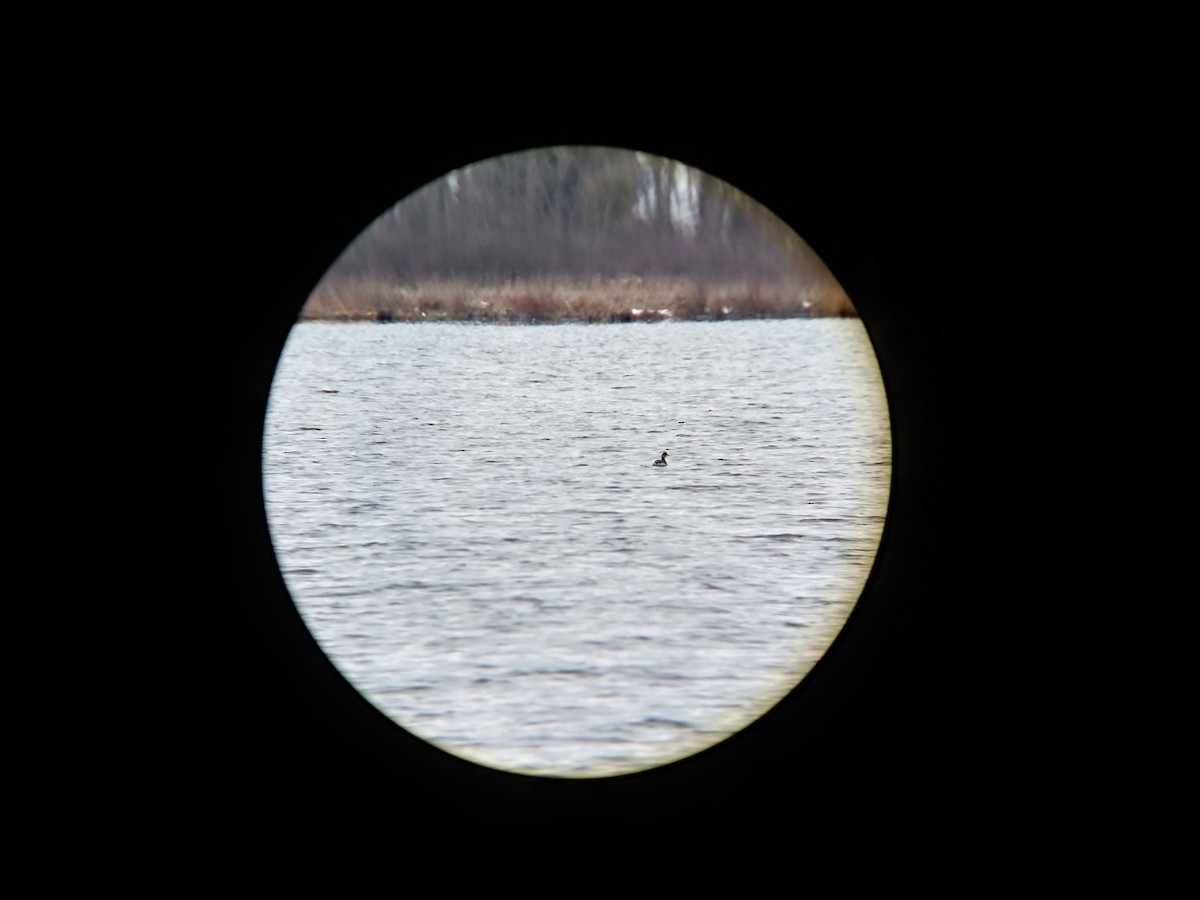 Eared Grebe - ML285999231