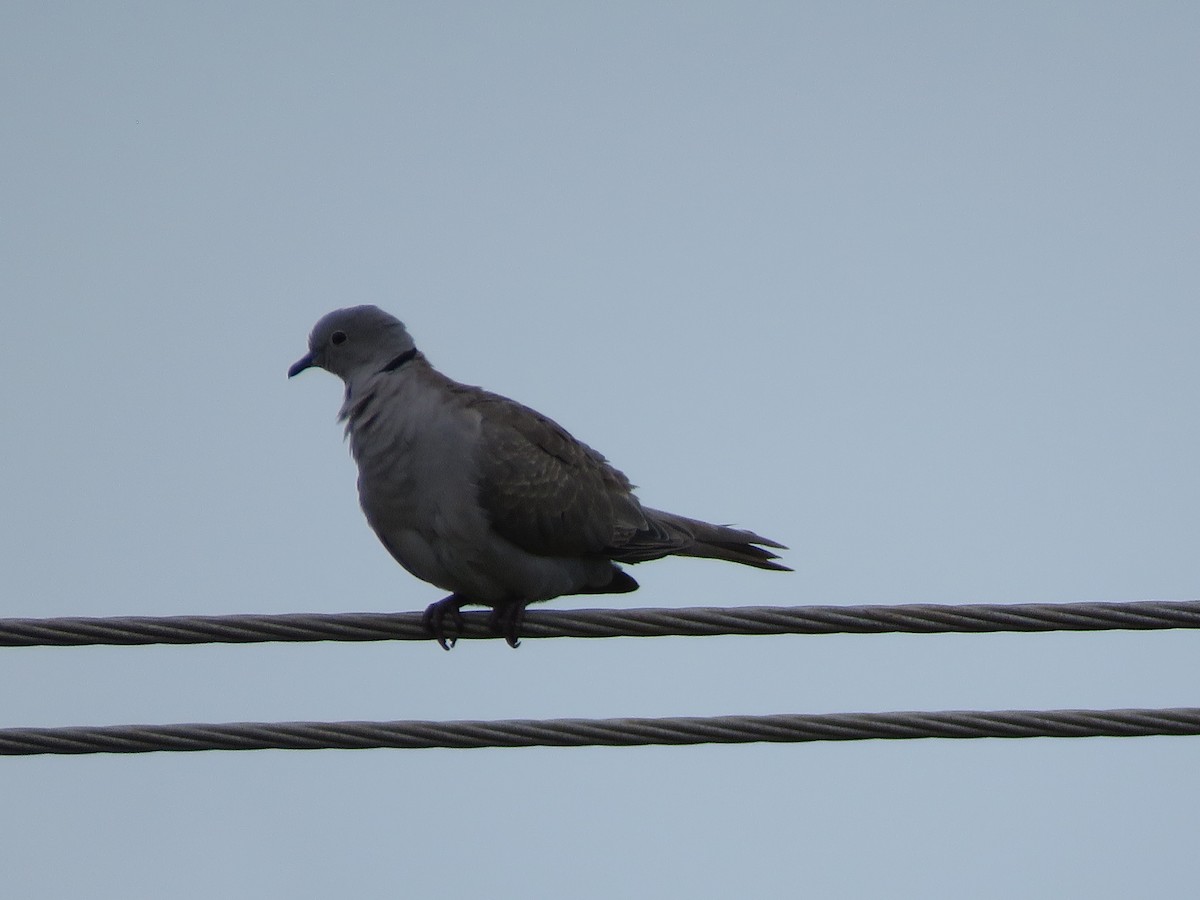 Eurasian Collared-Dove - Krishnamoorthy Muthirulan