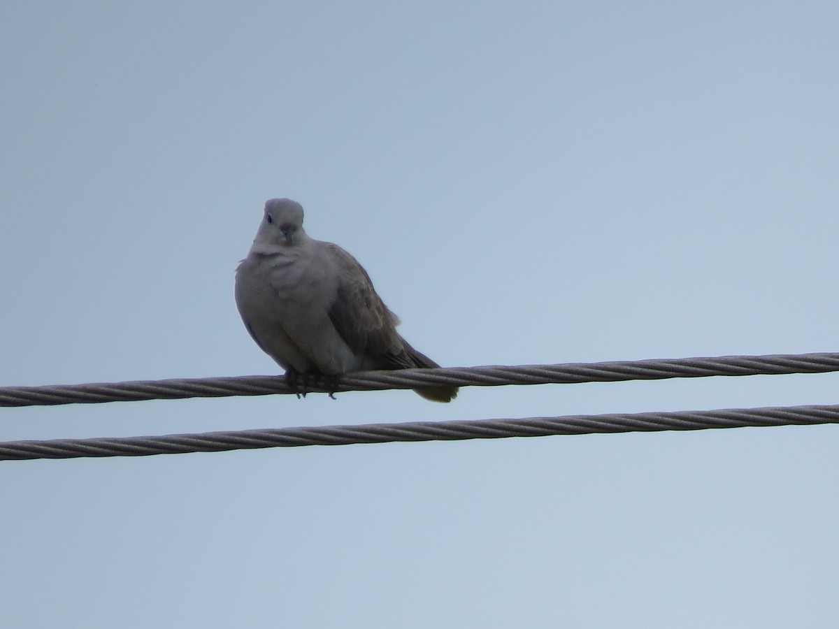 Eurasian Collared-Dove - ML285999331